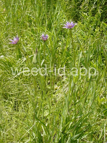 salsify, common